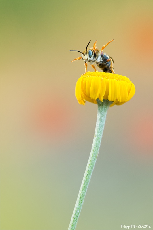 Apidae Megachilinae